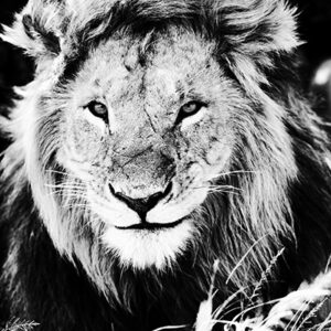Lion "Connexion"