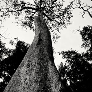 Baobab