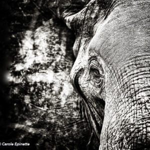 Eléphant