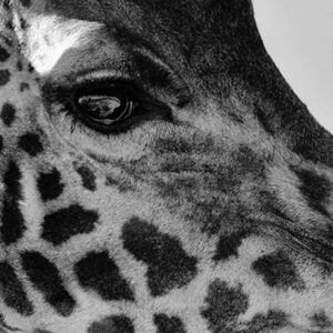 Girafe
