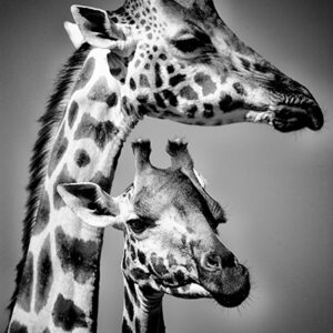 Girafes