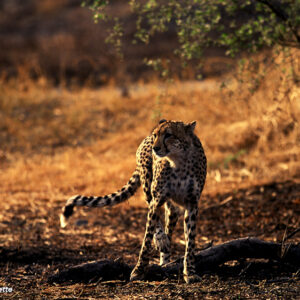Guépard