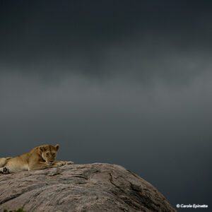 Lionne Ciel d'orage (couleur)